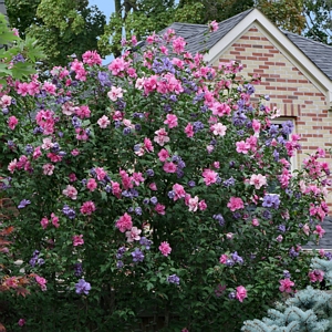 Hibiscus 3n1 Coctail Smoothie Rose of Sharon